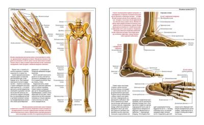 Анатомический атлас. Основы строения и физиологии человека